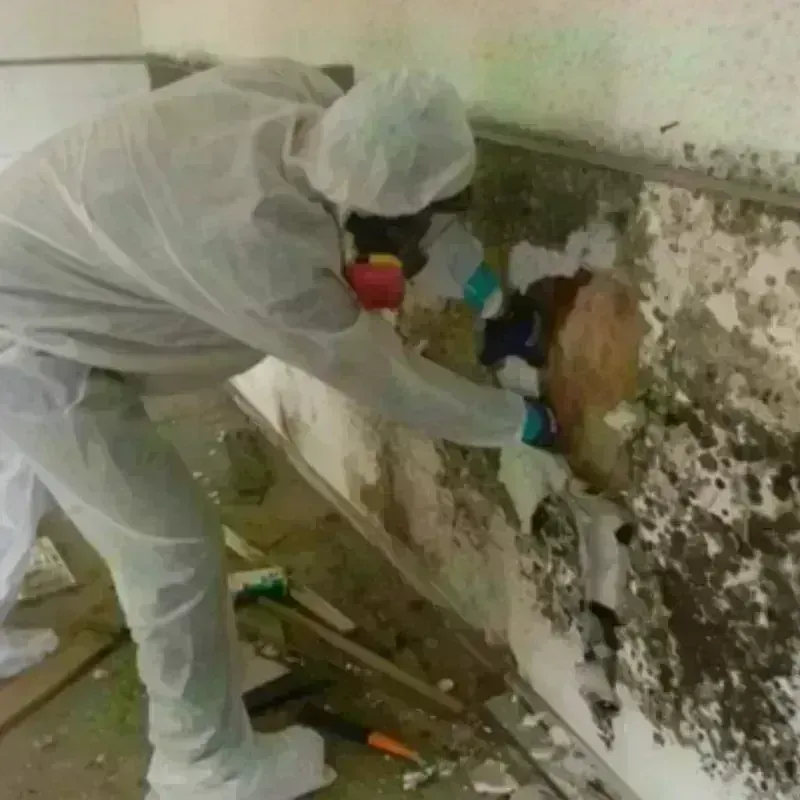 Mold Remediation and Removal in Logan County, KY